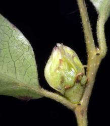 Fuscospora fusca: three developing nuts (2 triquetrous nuts visible, the singular lenticular nut not visible); rows of lamelae visible with attenuate apices.
 Image: K.A. Ford © Landcare Research 2015 CC BY 3.0 NZ